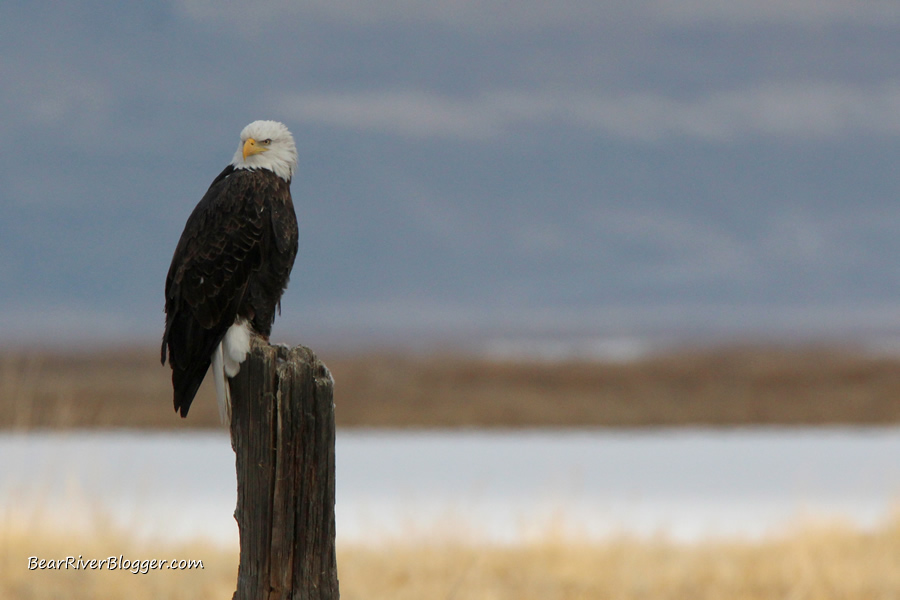 bald eagle on a post on the bear river migratory bird refuge