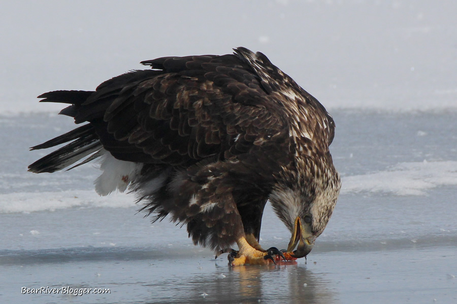 bald eagle cleaning its talons on the ice