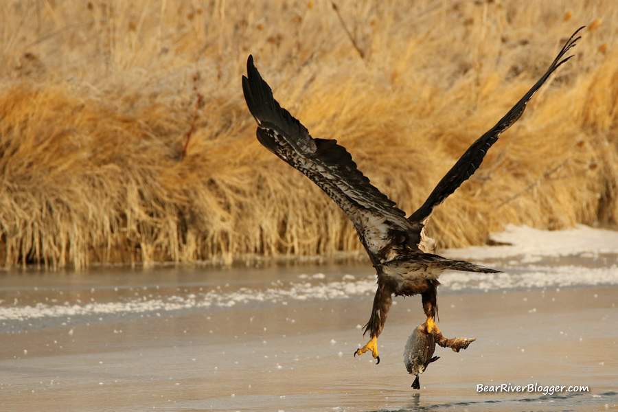 bald eagle catching a pied-billed grebe from the bear river migratory bird refuge