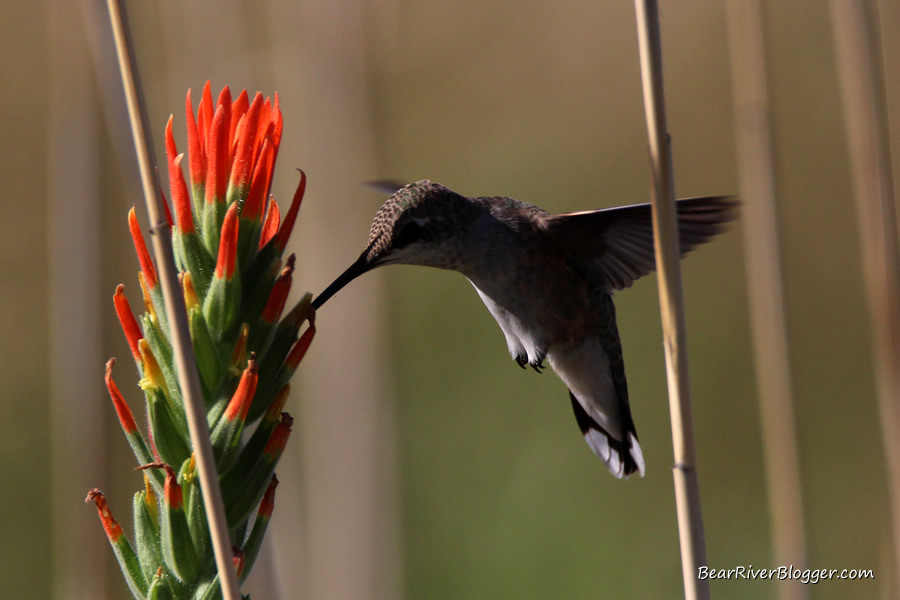 hummingbird feeding on a lesser Indian paintbrush wildflower