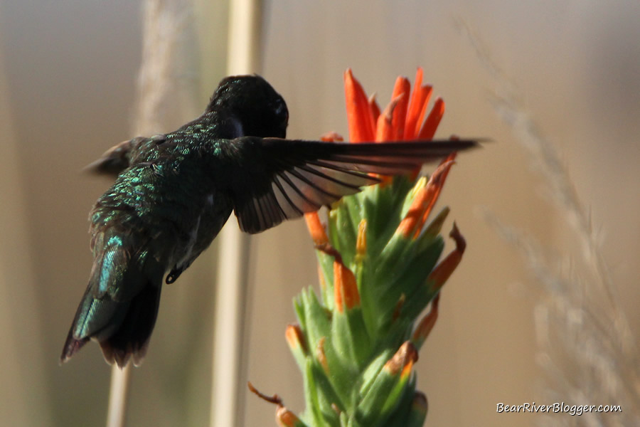 black chinned hummingbird feeding on a lesser Indian paintbrush wildflower at farmington bay