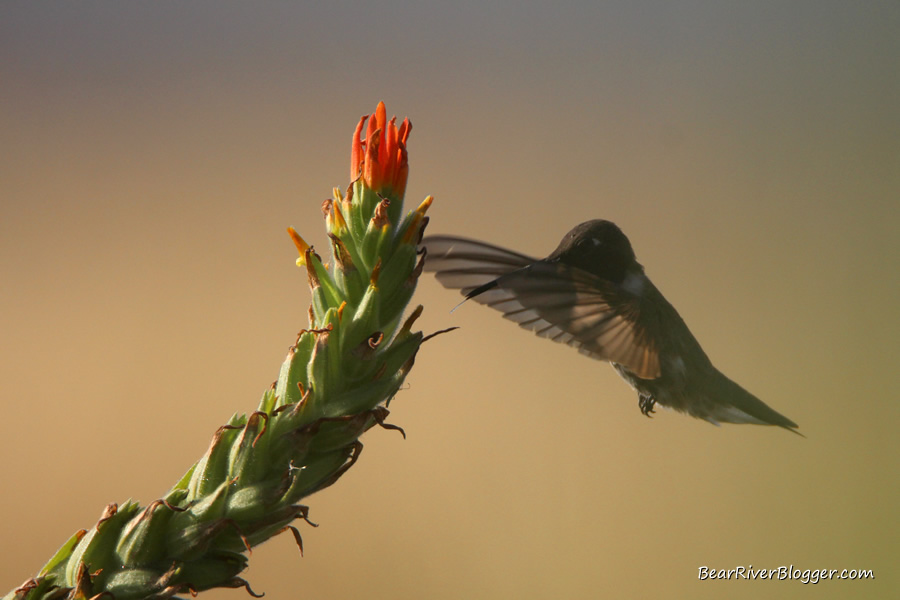 black chinned hummingbird feeding on an indian paintbrush wildflower