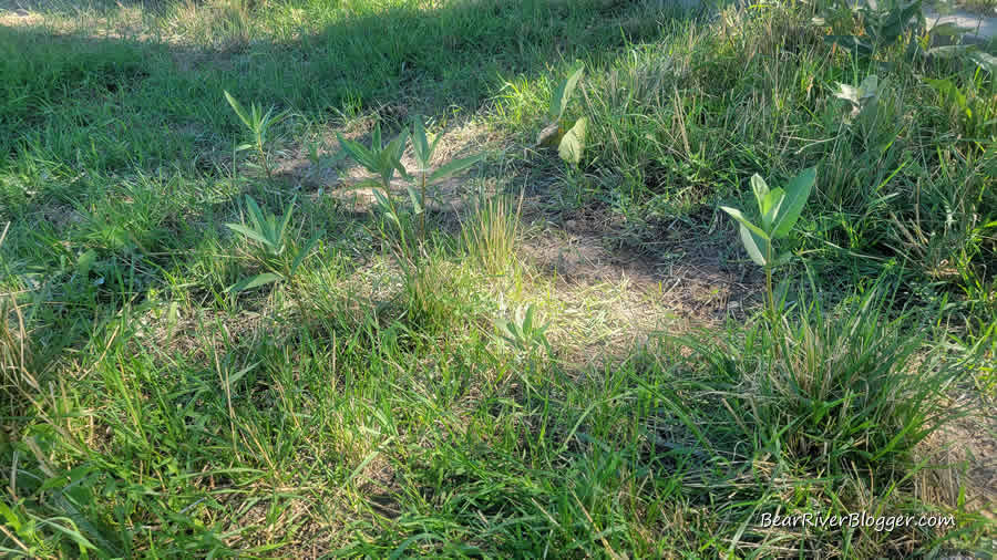 small stand of showy milkweed