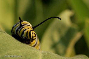 monarch caterpillar on a showy milkweed leaf
