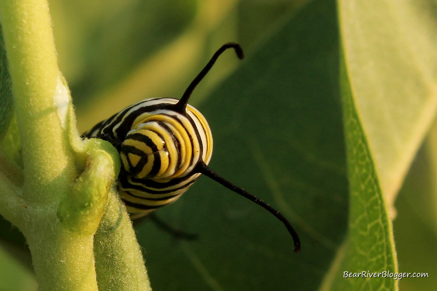 monarch caterpillar on a milkweed plant