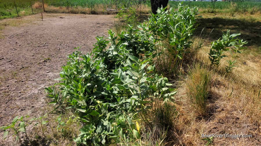 large stand of showy milkweed