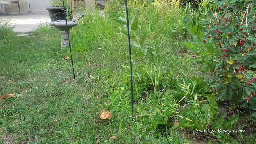 small stand of showy milkweed