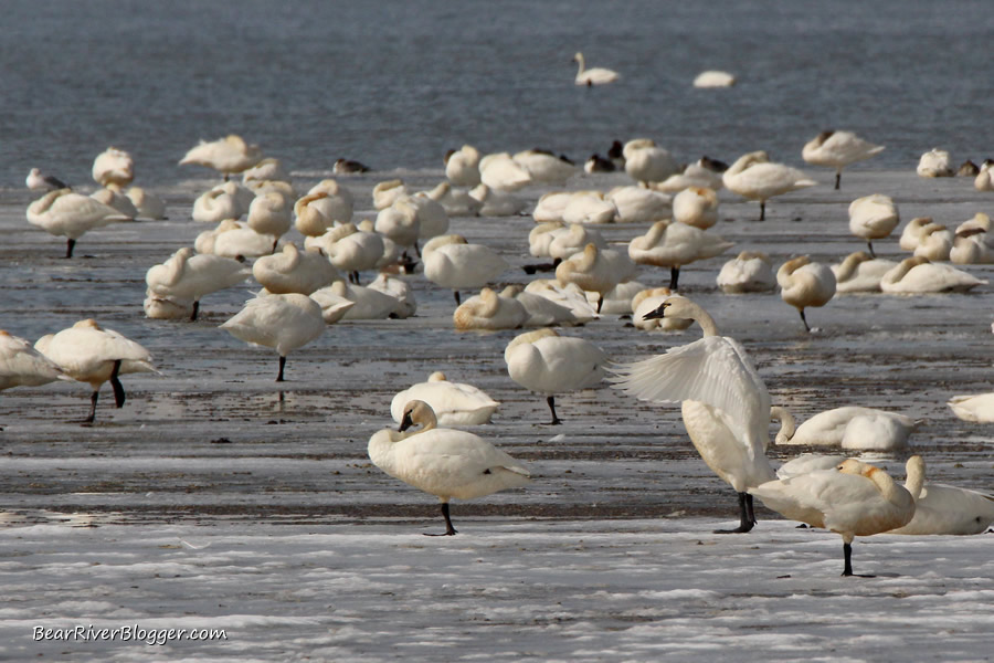 tundra swans sitting on the ice on the bear river migratory bird refuge