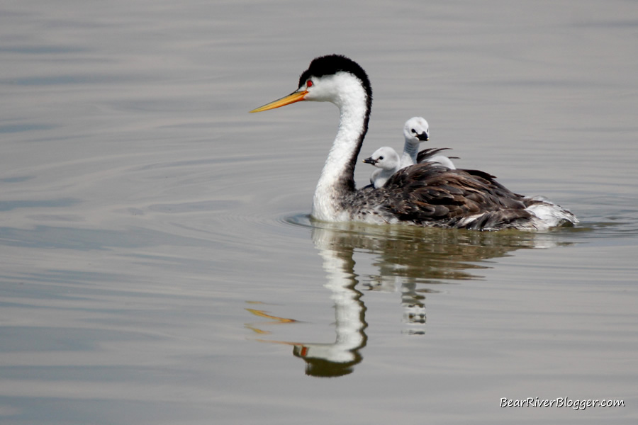 a clark's grebe on the bear river migratory bird refuge with a baby on its back