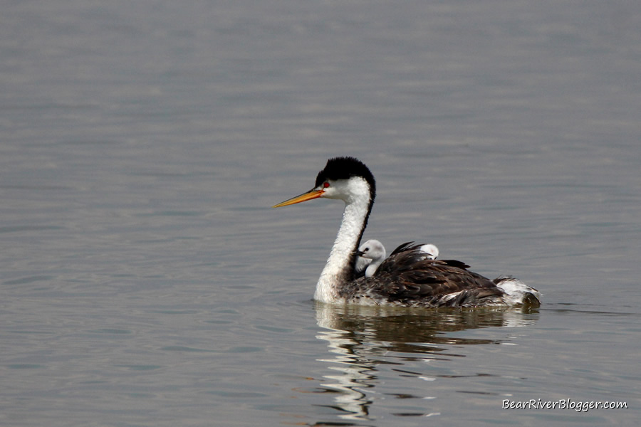 clark's grebe on the bear river migratory bird refuge with 2 babies