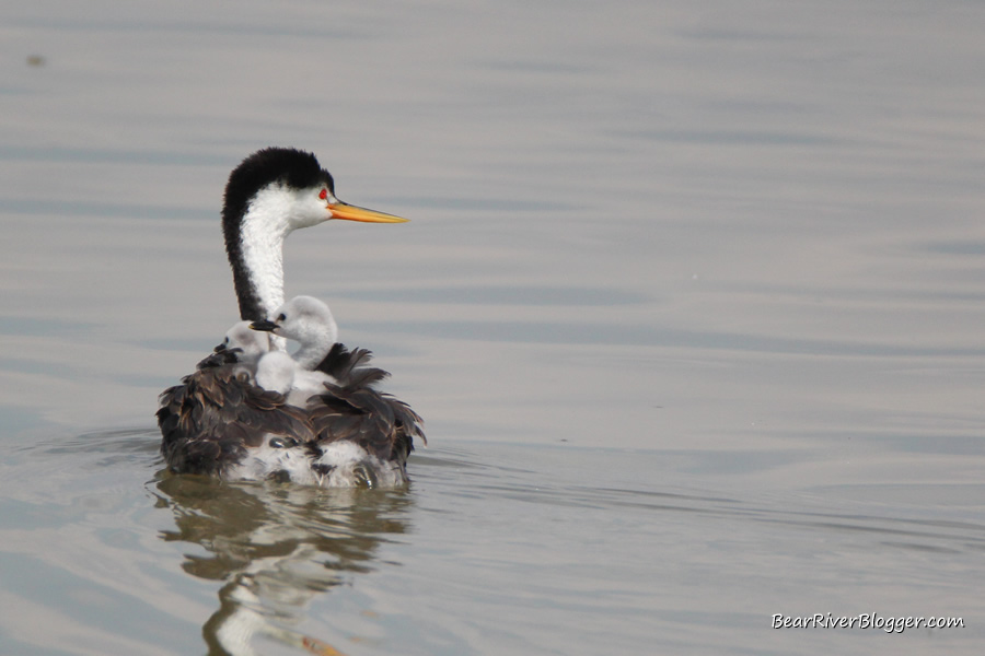 clark's grebe on the bear river migratory bird refuge auto tour route