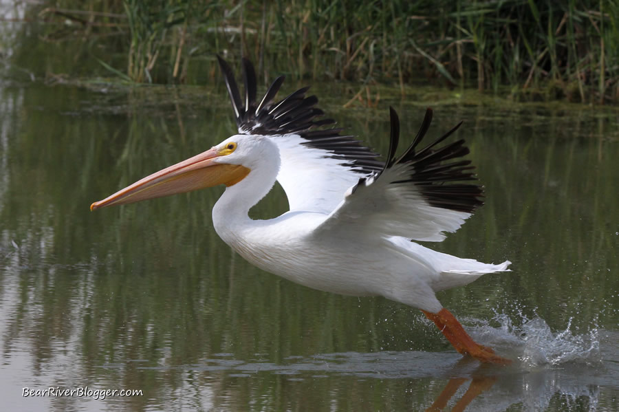 american white pelican taking off from the water on the bear river migratory bird refuge