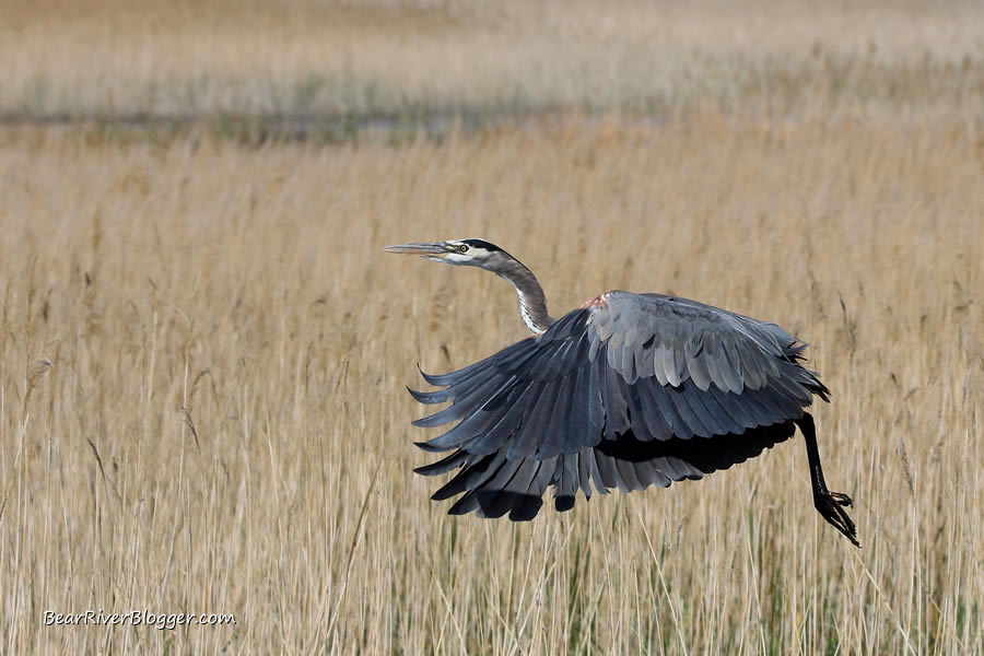 great blue heron in flight