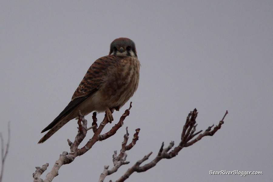 female American kestrel perched in a tree at Farmington Bay