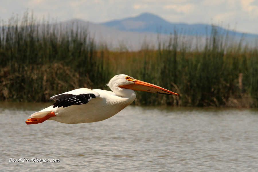 American white pelican flying low on the bear river migratory bird refuge