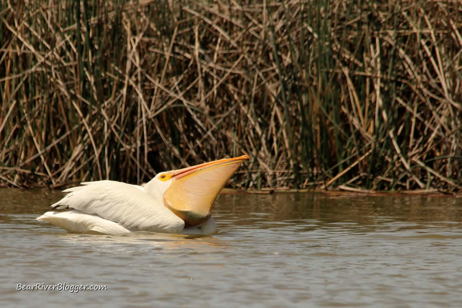 American white pelican trying to swallow a large carp on the Bear River Migratory Bird Refuge