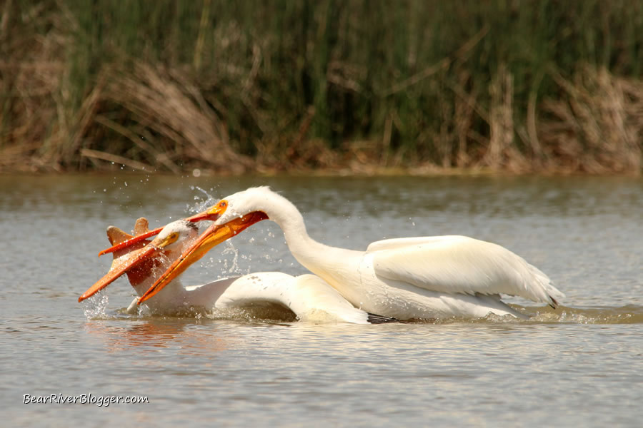 two American white pelicans fighting over a carp on the Bear River Migratory Bird Refuge