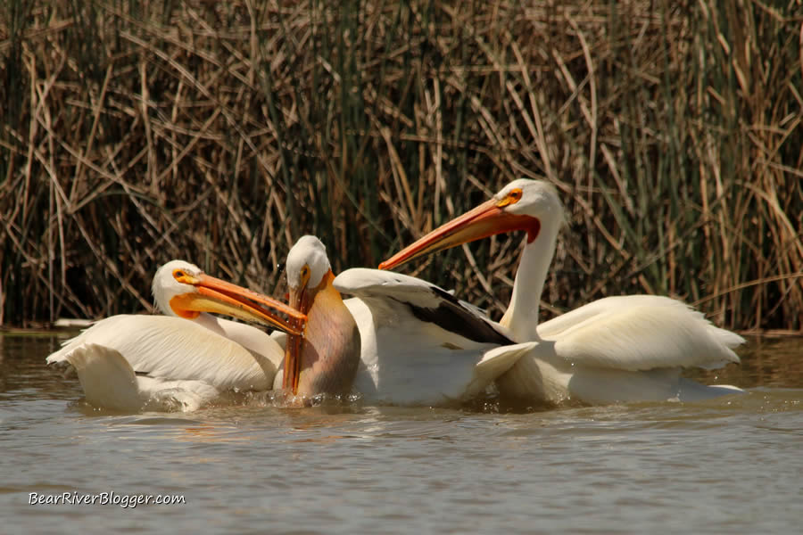 three American white pelicans fighting over a carp on the Bear River Migratory Bird Refuge