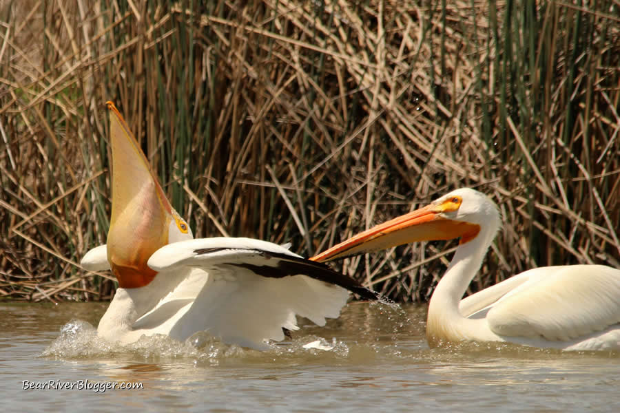 Two American white pelicans feeding and fighting over a carp on the Bear River Migratory Bird Refuge