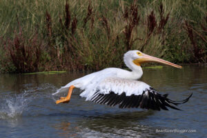 American white pelican taking off from the water on the Bear River Migratory Bird Refuge auto tour route