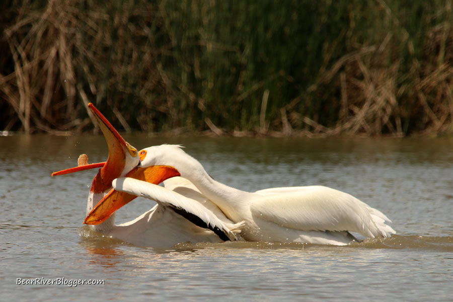 American white pelicans fighting over a fish