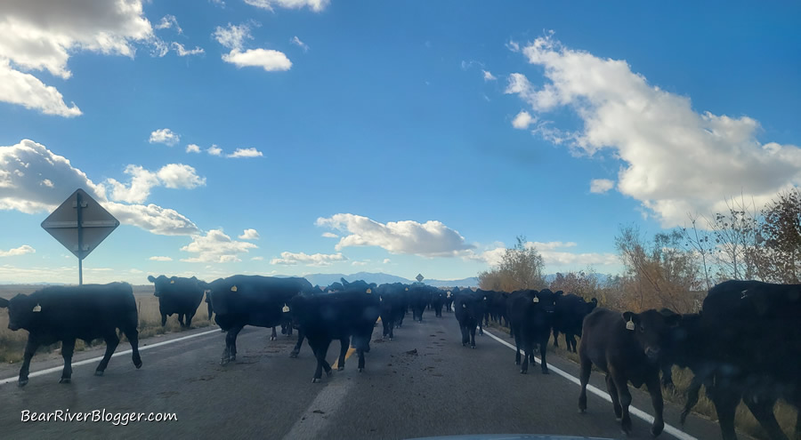 Cattle on the Bear River Migratory Bird Refuge