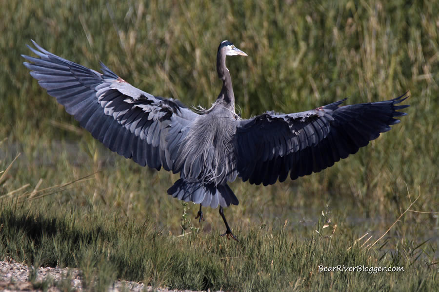 great blue heron in flight landing in some grass