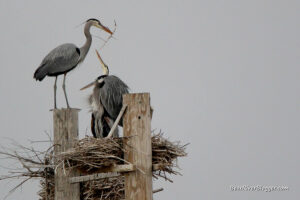 great blue herons nesting at Farmington Bay