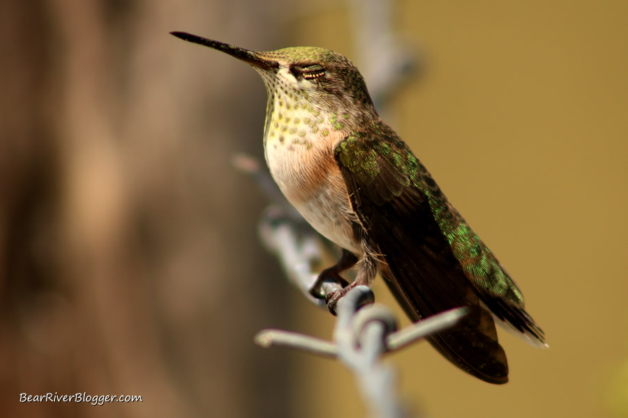 hummingbird sleeping on a barbed wire