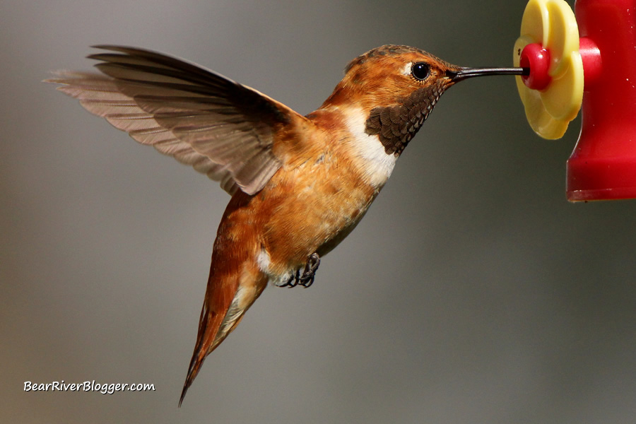rufous hummingbird at a feeder