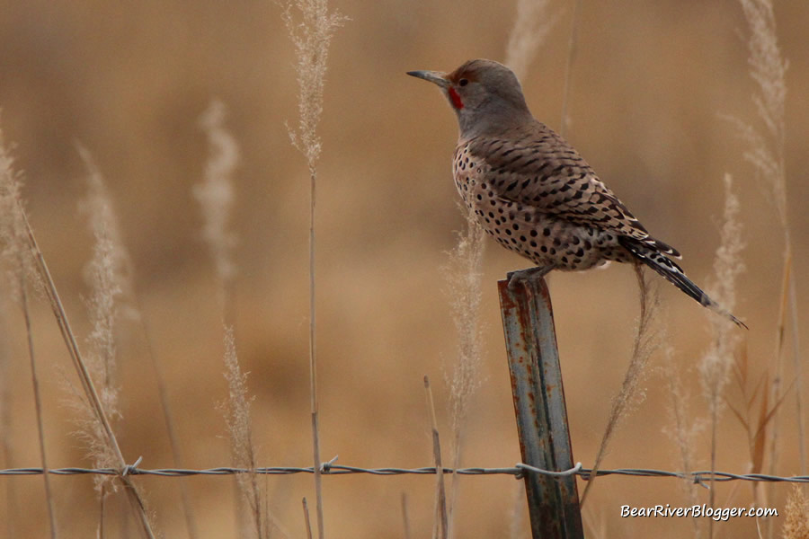 northern flicker perched on a metal fence post at Farmington Bay