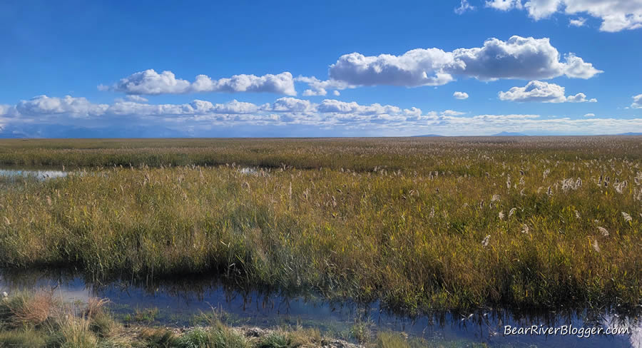 phragmites on the Bear River Migratory Bird Refuge