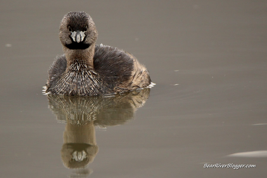 pied-billed grebe reflection on the water