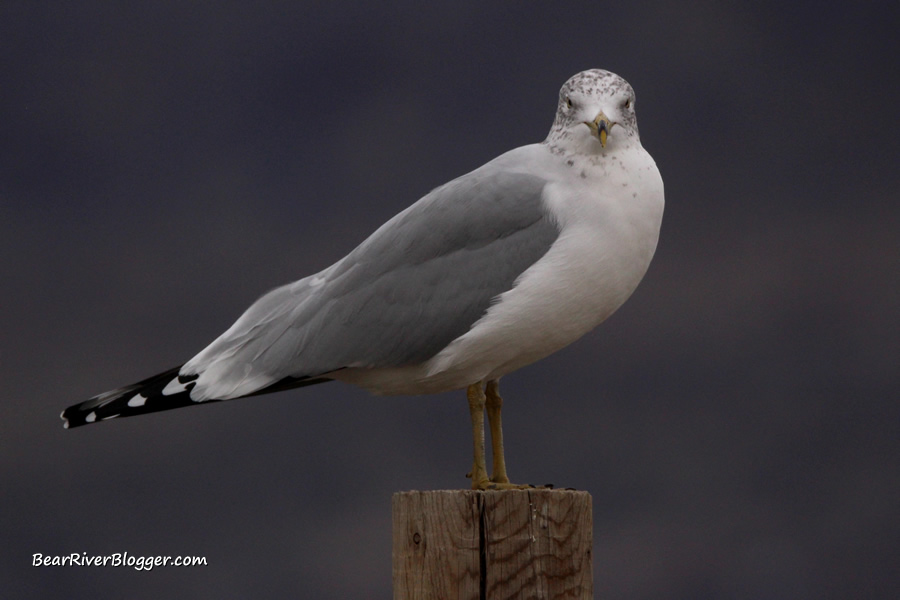ring-billed gull on a post at Farmington Bay