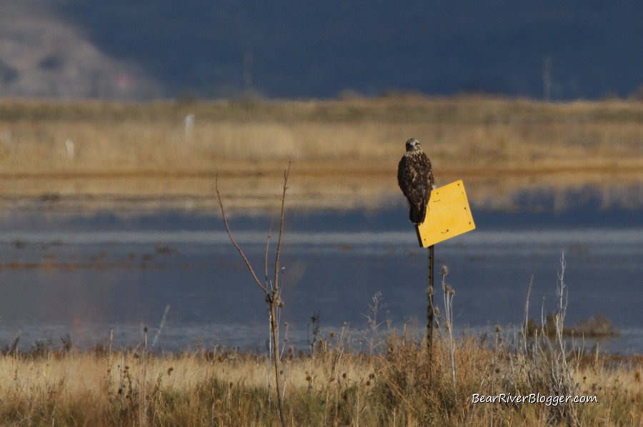 rough-legged hawk on the bear river migratory bird refuge