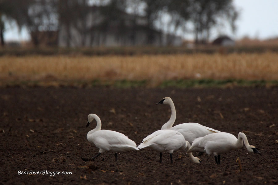 four trumpeter swans feeding in a grain field in Box Elder County, Utah