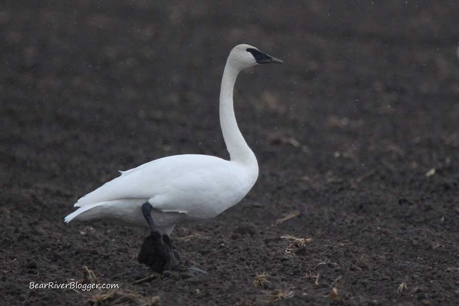 lone trumpeter swan in a farm field in Box Elder County, Utah