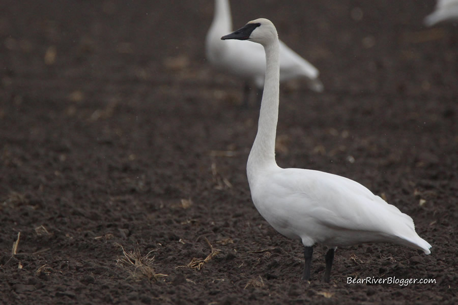 trumpeter swan standing in a field in Box Elder County, Utah