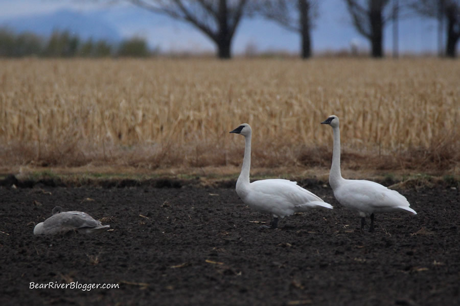 trumpeter swans in a farm field in Box Elder County, Utah