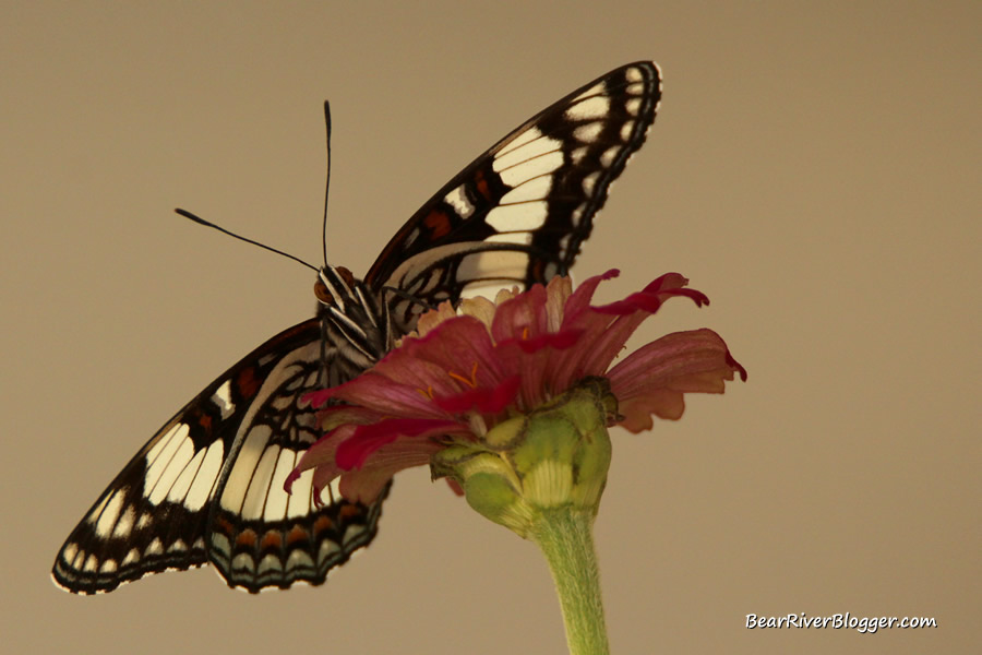 Weidemeyer's admiral butterfly on a flower
