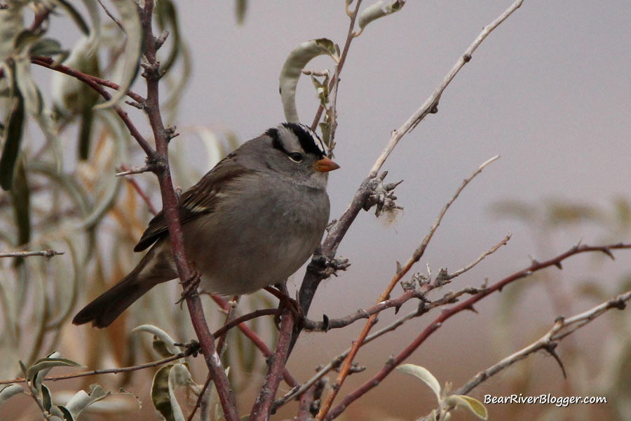 white-crowned sparrow in a thicket at Farmington Bay