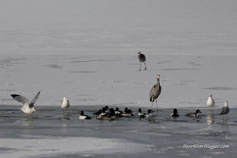 great blue heron standing on the ice on the Bear River Migratory Bird Refuge