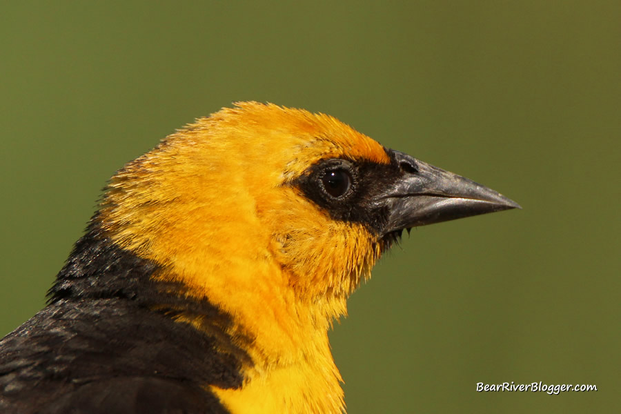 head study of a yellow-headed blackbird