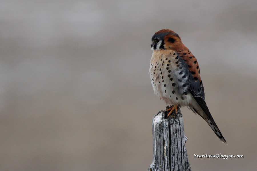 American kestrel perched on a wood fence post on the Bear River Migratory Bird Refuge