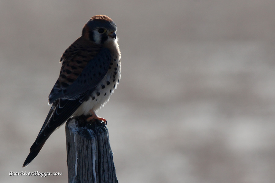 American kestrel on a fence post on Forest Street on the Bear River Migratory Bird Refuge