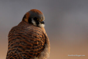 American kestrel close-up image