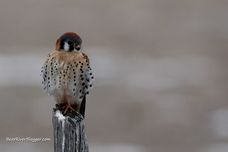 American kestrel sitting on a wood post on the Bear River Migratory Bird Refuge