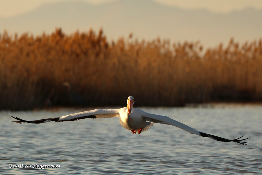 american white pelican in flight