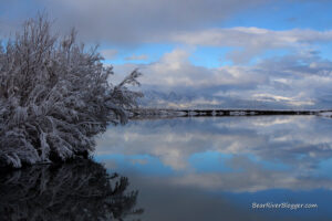Winter reflection on the bear river migratory bird refuge