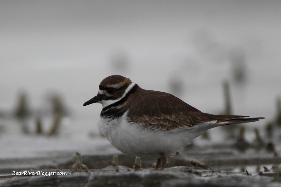 killdeer at Farmington bay wma